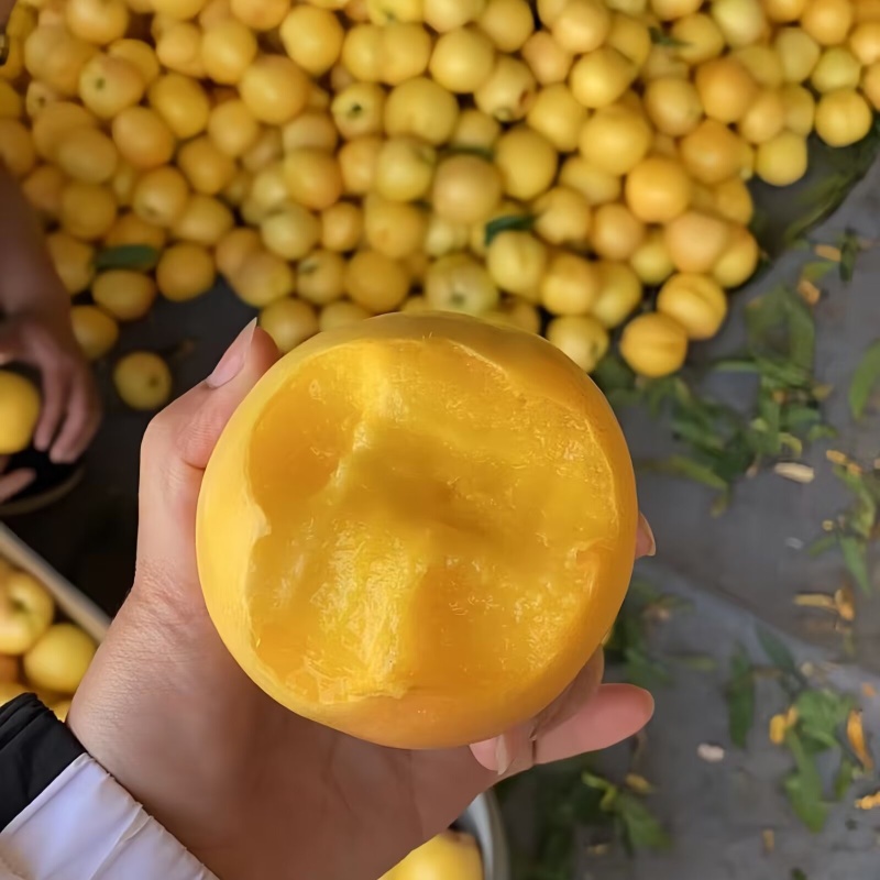 中油8号油桃苗大果型油桃品种纯真基地现起现发