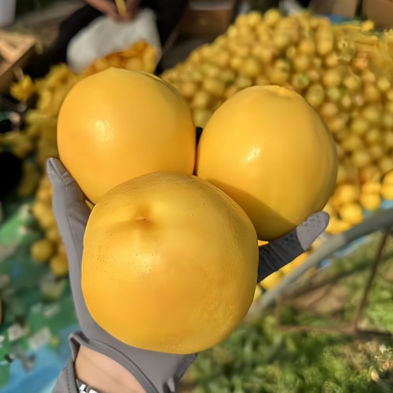 中油8号油桃苗大果型油桃品种纯真基地现起现发