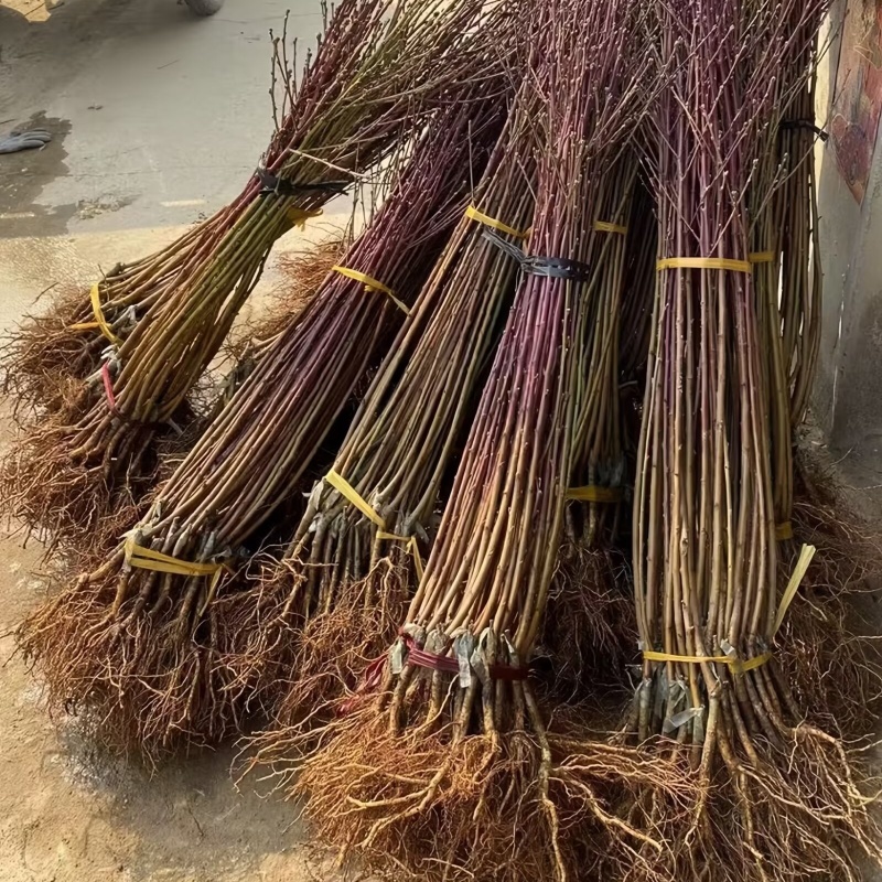 中油8号油桃苗大果型油桃品种纯真基地现起现发