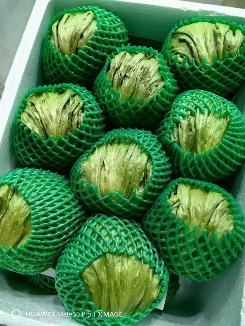 云南球生菜