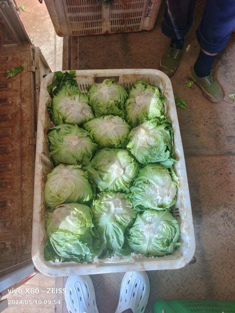 云南球生菜