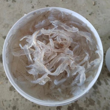 精品珊瑚丝