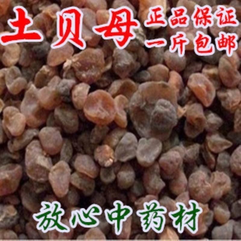 土贝母土贝货好量大要多了有优惠产地山东