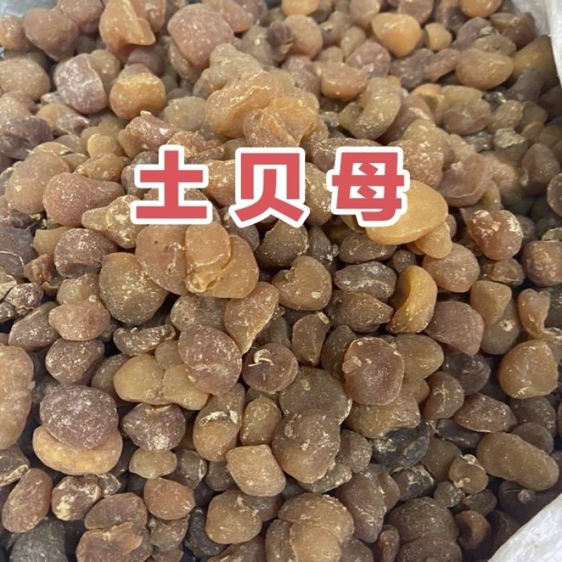 土贝母土贝货好量大要多了有优惠产地山东