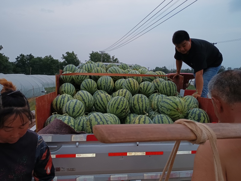 重庆潼南本地大棚西瓜