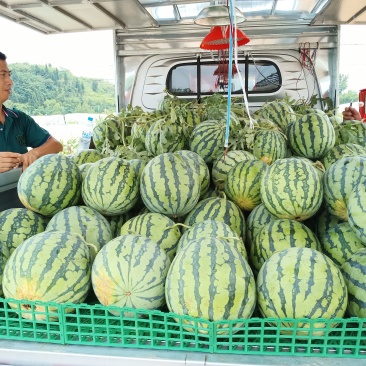 重庆潼南本地大棚西瓜