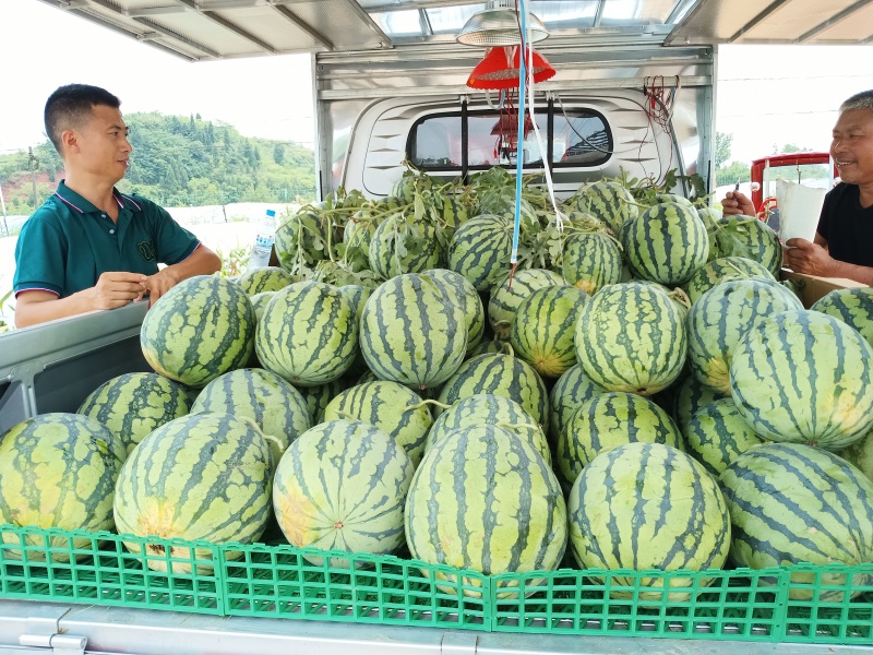 重庆潼南本地大棚西瓜