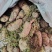 野生天麻