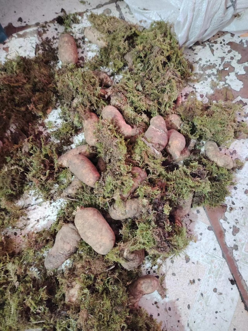 野生天麻