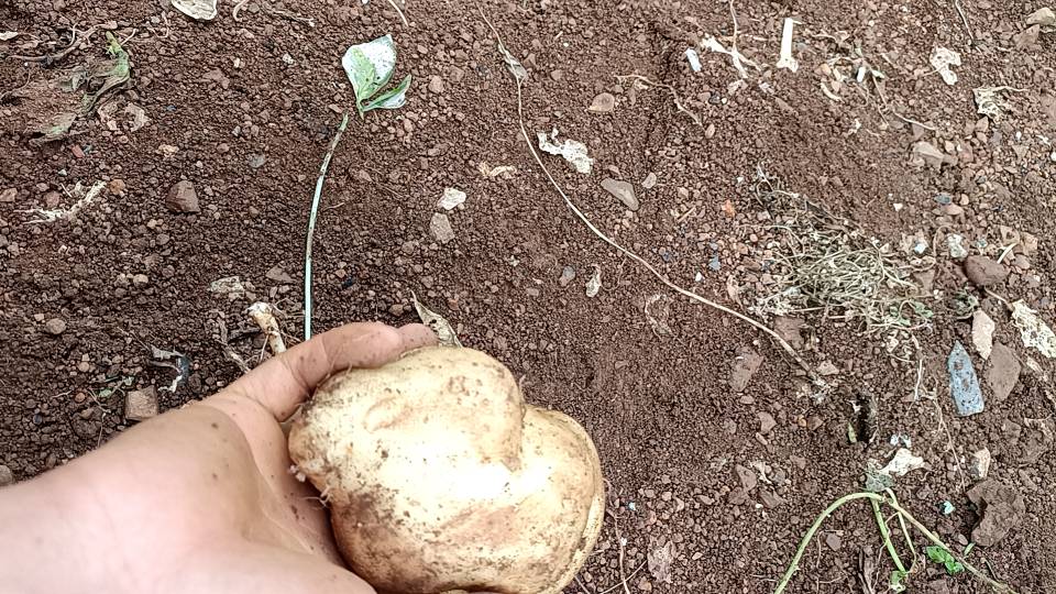 土豆与头发健康