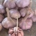 宽叶蒜种