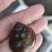 微山湖大田螺各种规格齐全量大优惠，一手货源