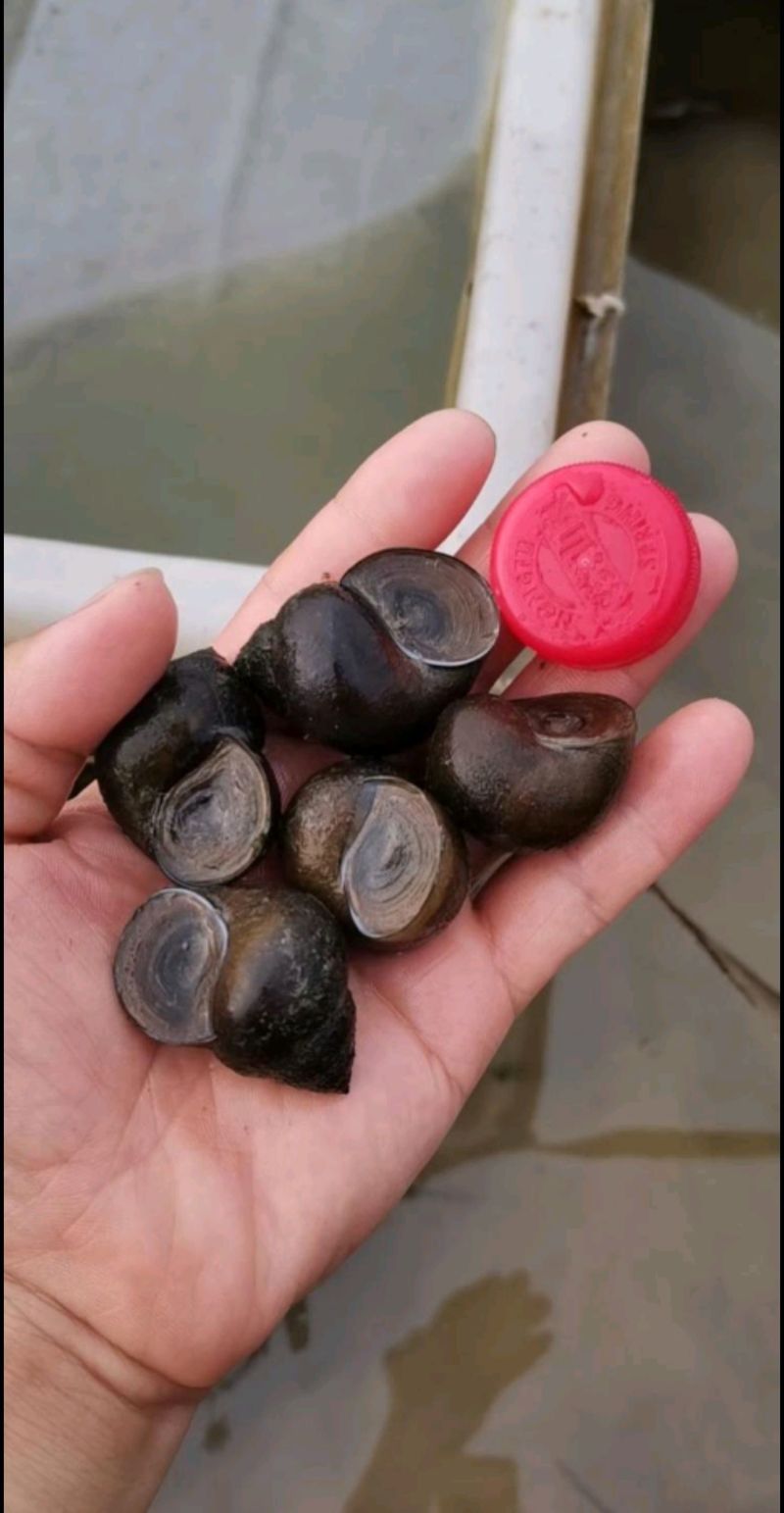 微山湖大田螺各种规格齐全量大优惠，一手货源