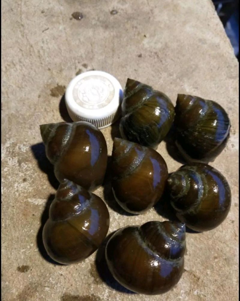 微山湖大田螺各种规格齐全量大优惠，一手货源
