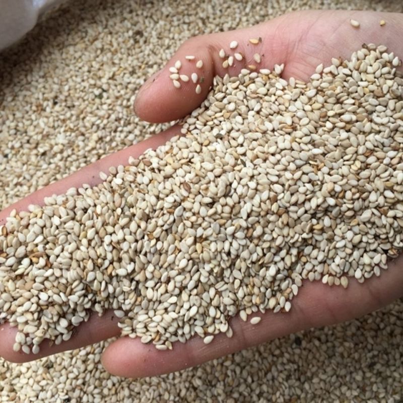 【精选】芝麻一级白芝麻货源充足品质保证量大价优欢迎咨询