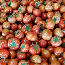潍坊，大红西红柿，供应全国