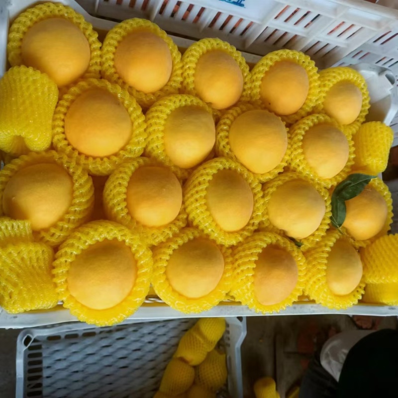黄金蜜