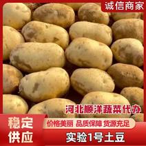 精品实验1号土豆大量供应量大价优欢迎各位老板选购