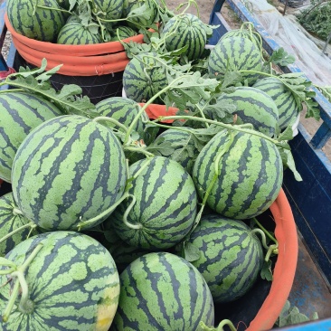 南汇原苗纯手工8424全黑籽