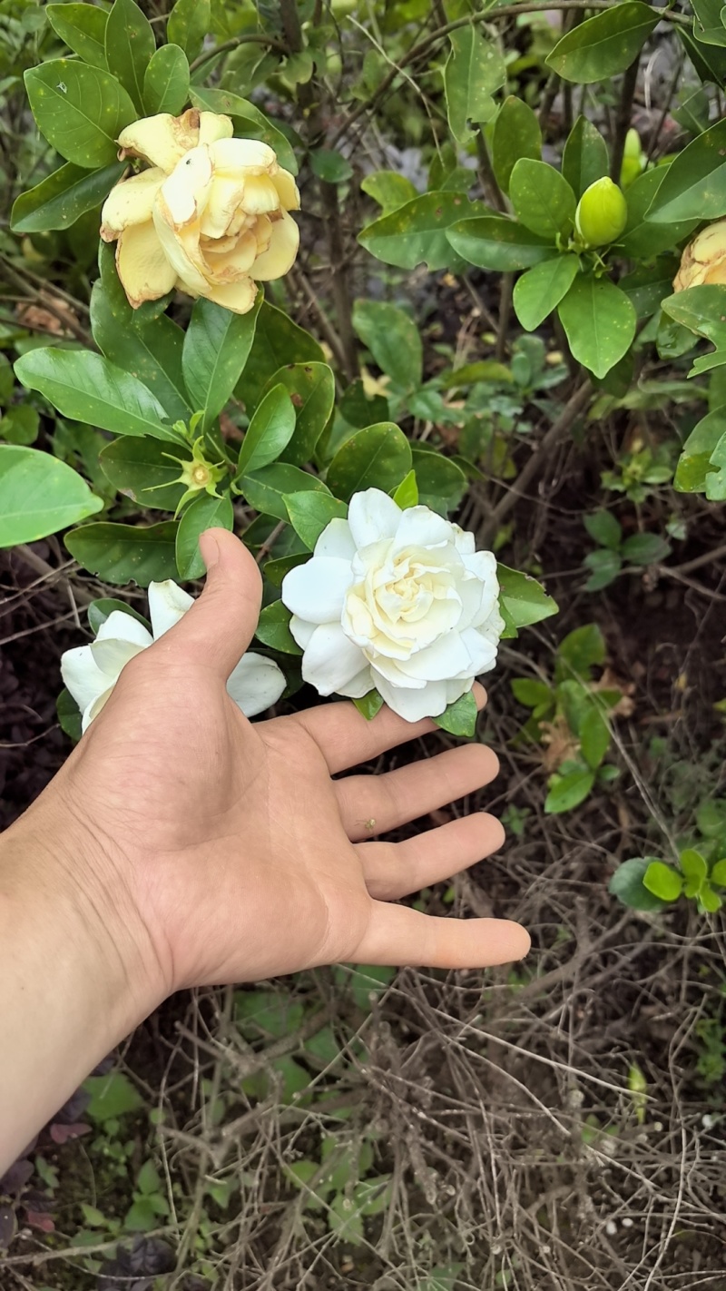 玫瑰中叶栀子花扦插小苗，小叶栀子花，产地直发