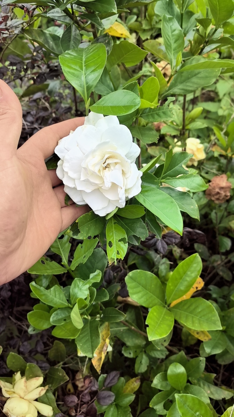 玫瑰中叶栀子花扦插小苗，小叶栀子花，产地直发