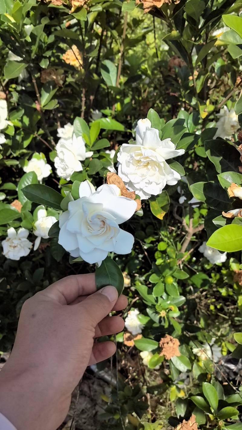 玫瑰中叶栀子花扦插小苗，小叶栀子花，产地直发