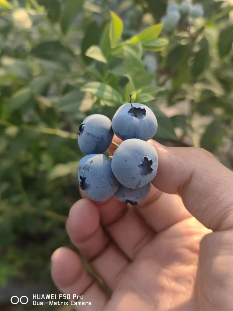 精品蓝莓粒果，果粉好，硬度高，口感带花香，