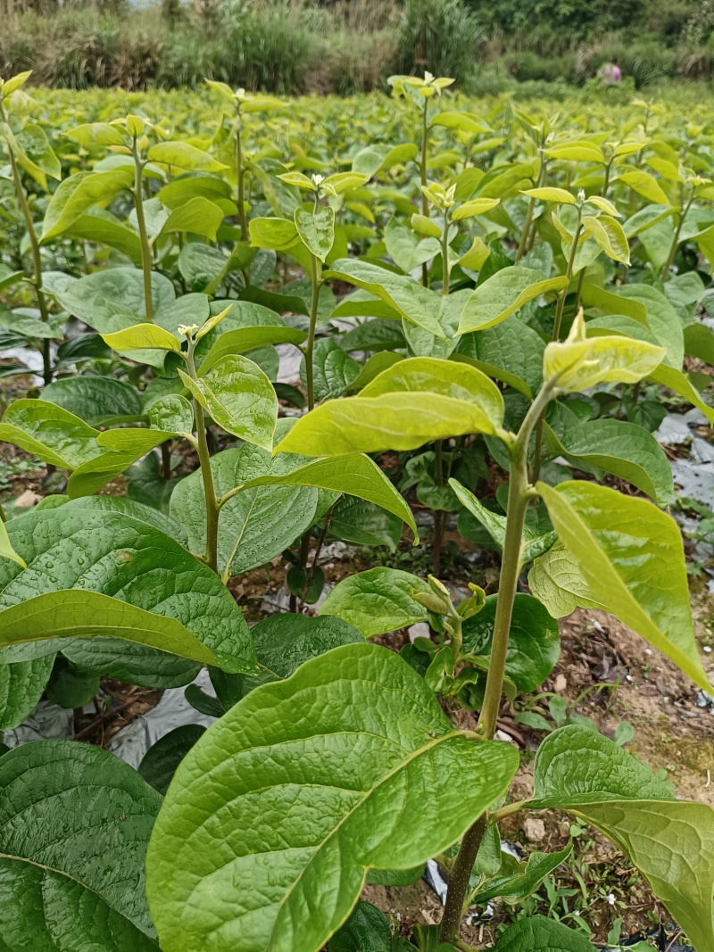 太秋甜柿杯苗或太秋甜柿果