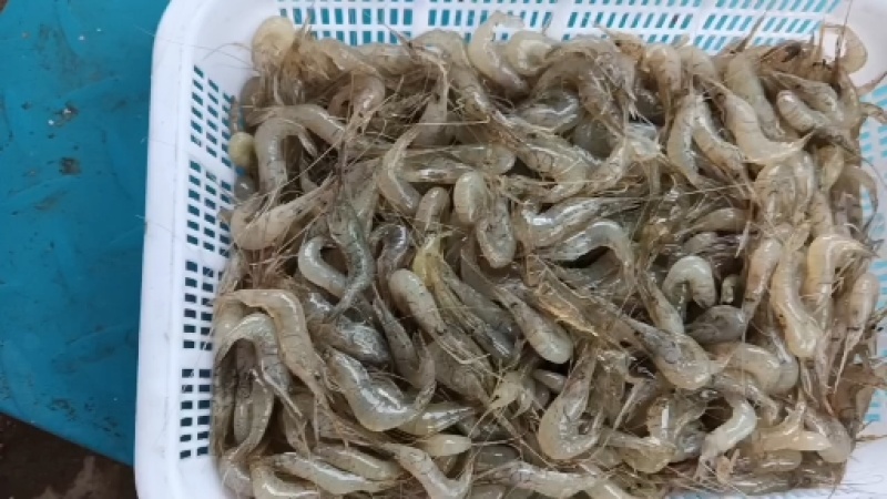 河虾