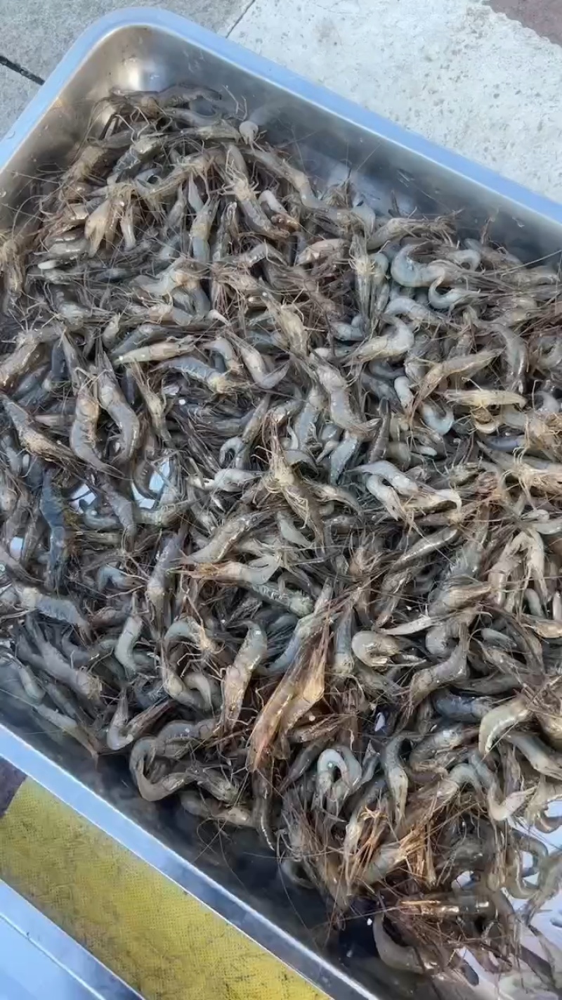 河虾