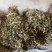 纯野生精品鱼腥草，顺草，切段货，药厂货，现货长期大量供应