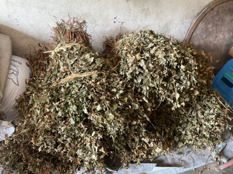 纯野生精品鱼腥草，顺草，切段货，药厂货，现货长期大量供应