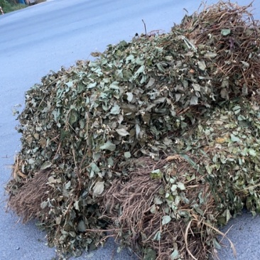 纯野生精品鱼腥草，顺草，切段货，药厂货，现货长期大量供应