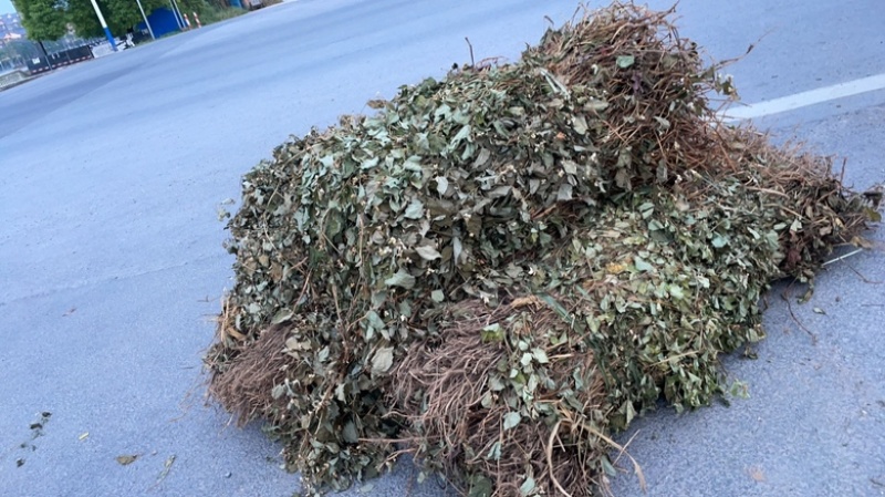 纯野生精品鱼腥草，顺草，切段货，药厂货，现货长期大量供应
