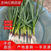 东北一点红蒜苗大量上市了。有需要的联系我