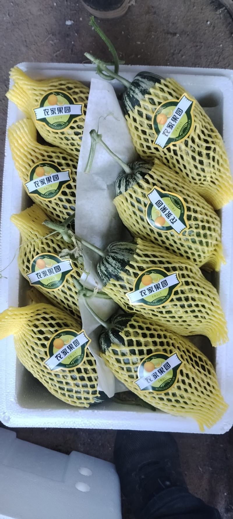 山东甜瓜博洋9博洋61价格优惠欢迎电话订购联系