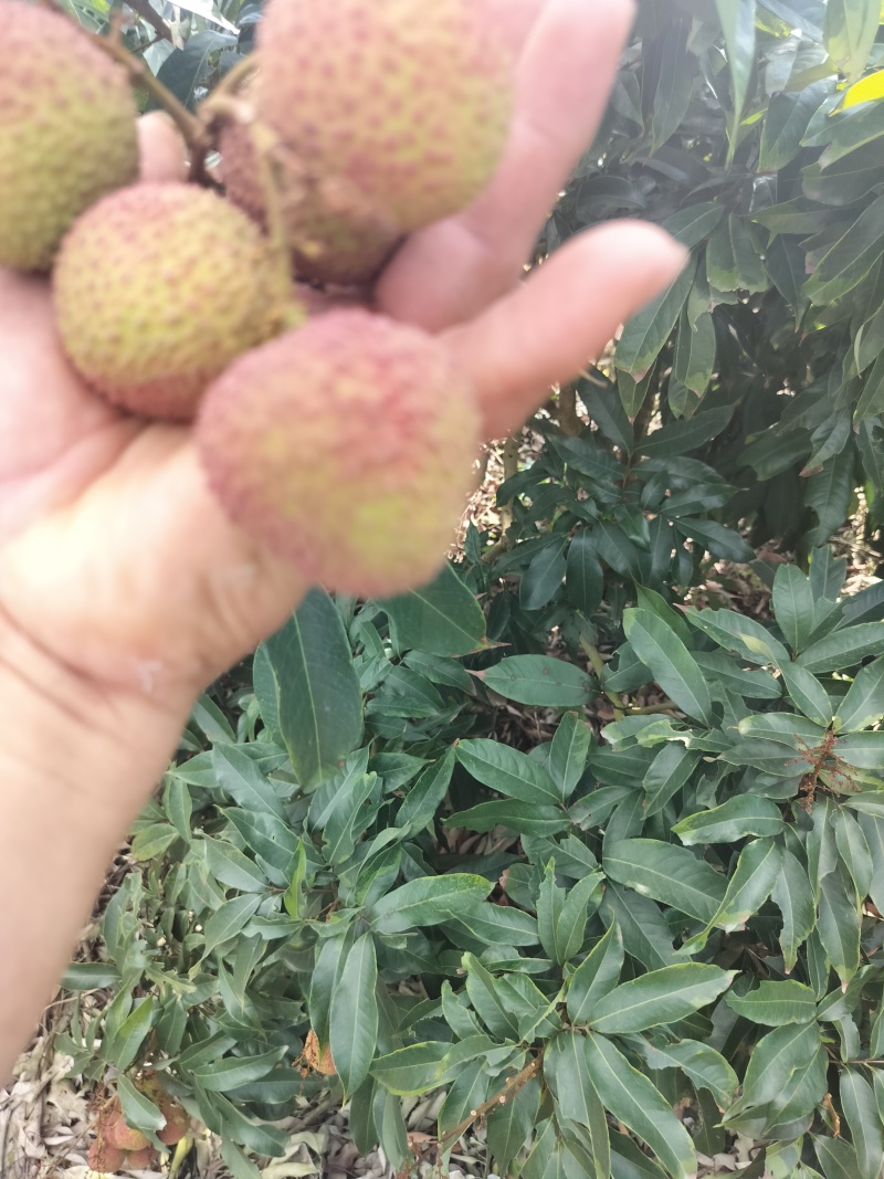 妃子笑荔枝