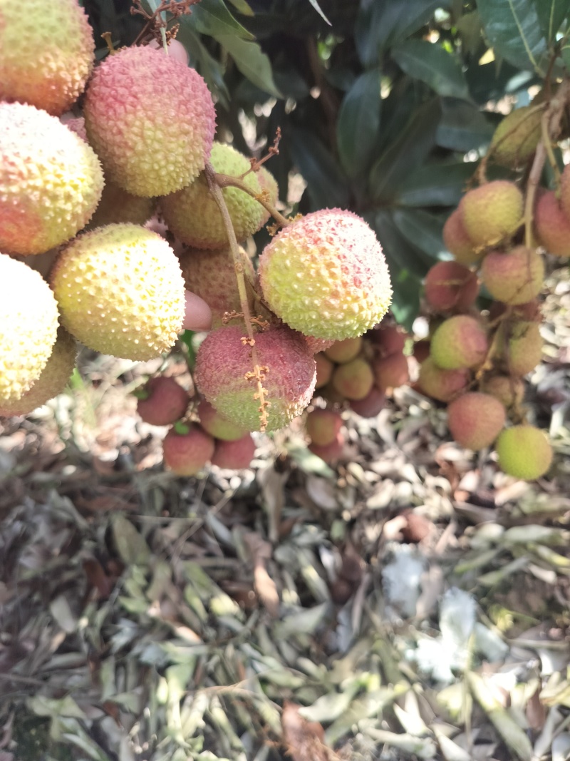 妃子笑荔枝