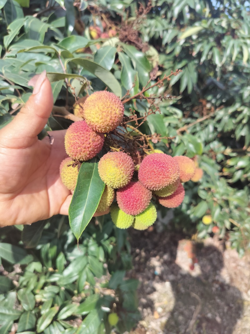 妃子笑荔枝