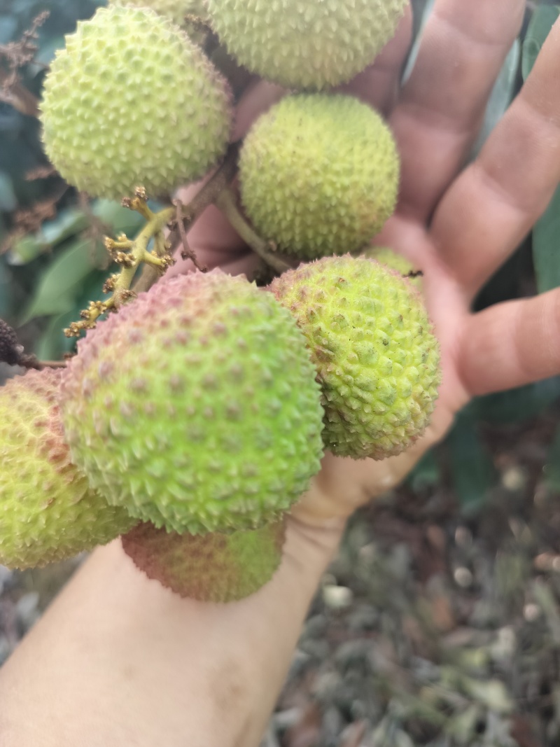妃子笑荔枝
