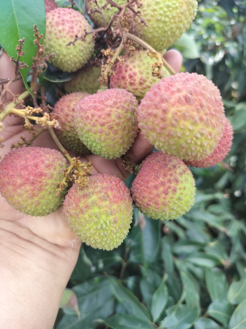 妃子笑荔枝