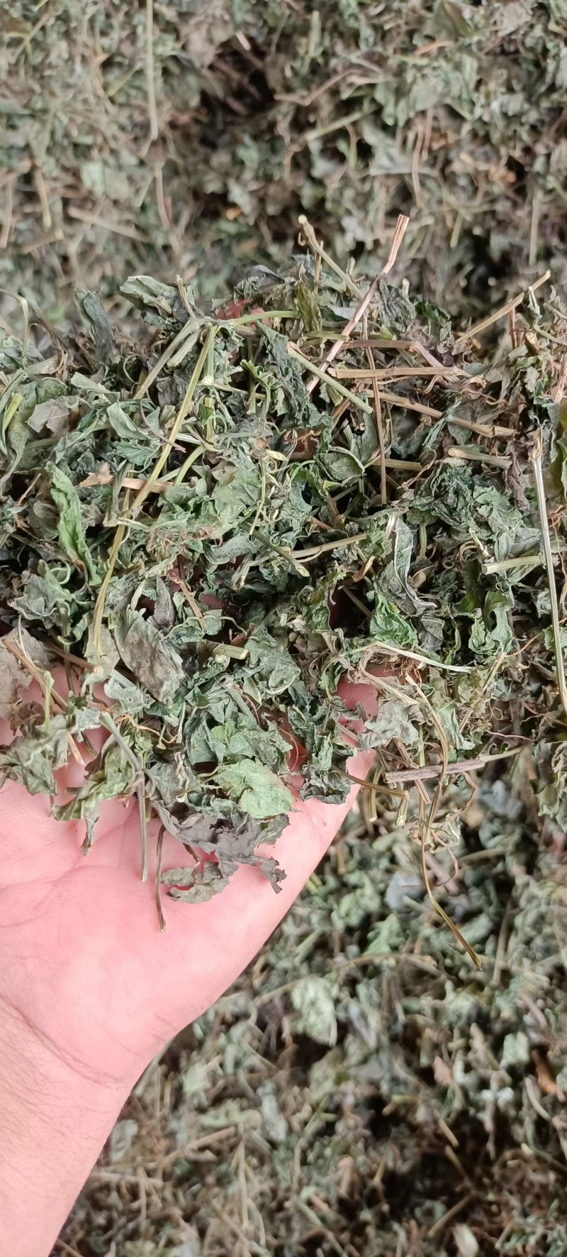 绞股蓝，中药材绞股蓝，源头厂家直销，质量保证