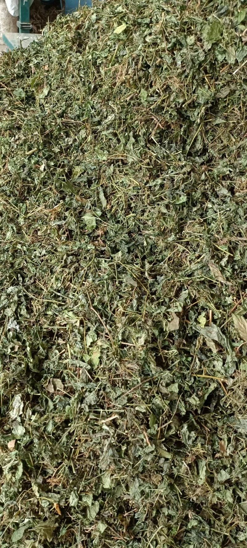 绞股蓝，中药材绞股蓝，源头厂家直销，质量保证