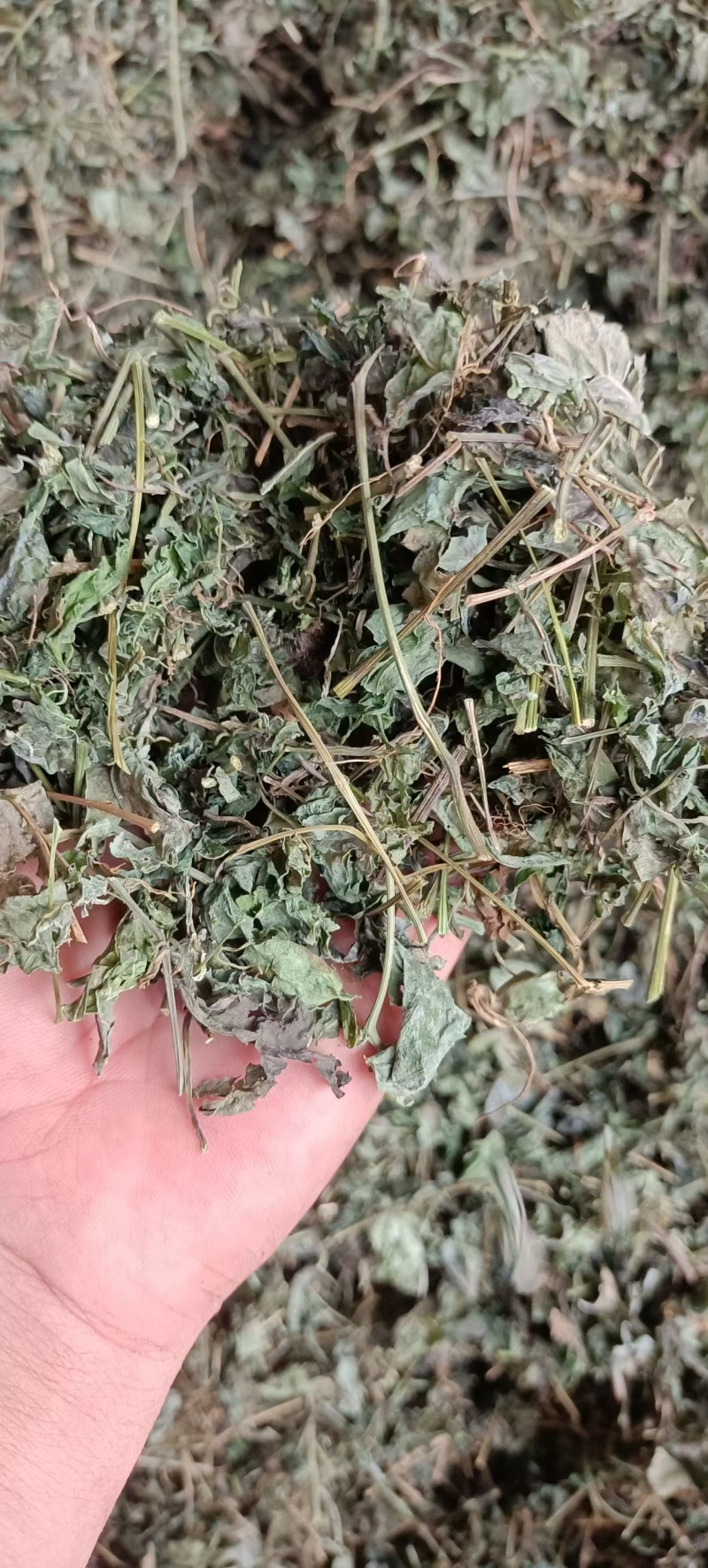 绞股蓝，中药材绞股蓝，源头厂家直销，质量保证