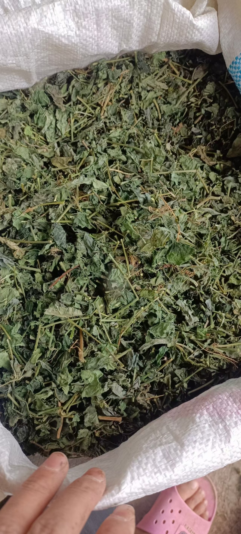 绞股蓝，中药材绞股蓝，源头厂家直销，质量保证