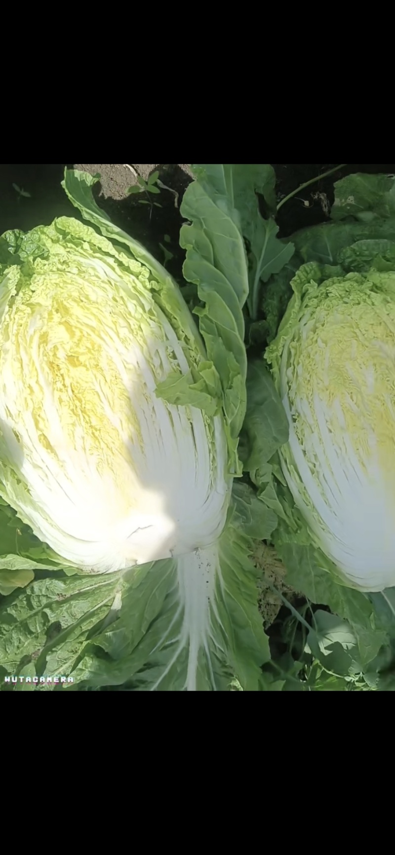 大量供应黄心大白菜