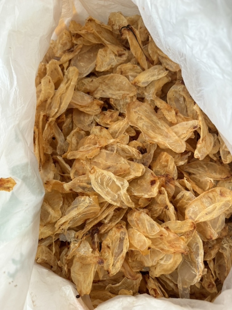 鱼鳔鱼泡鱼胶鱼漂保庆药业批发实物拍摄干货好货