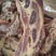 满肉牛腩排，牛腩排，可以替代牛排。。。。。