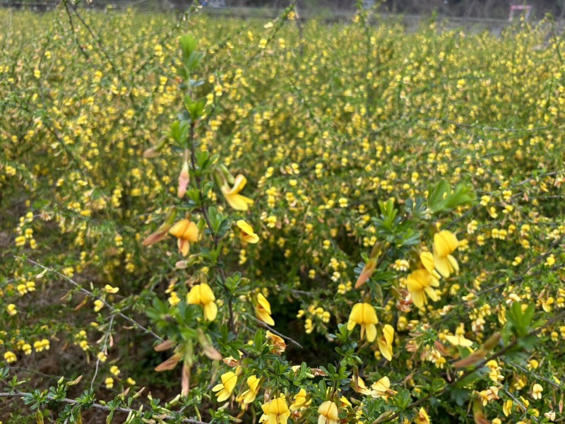 金雀花树苗
