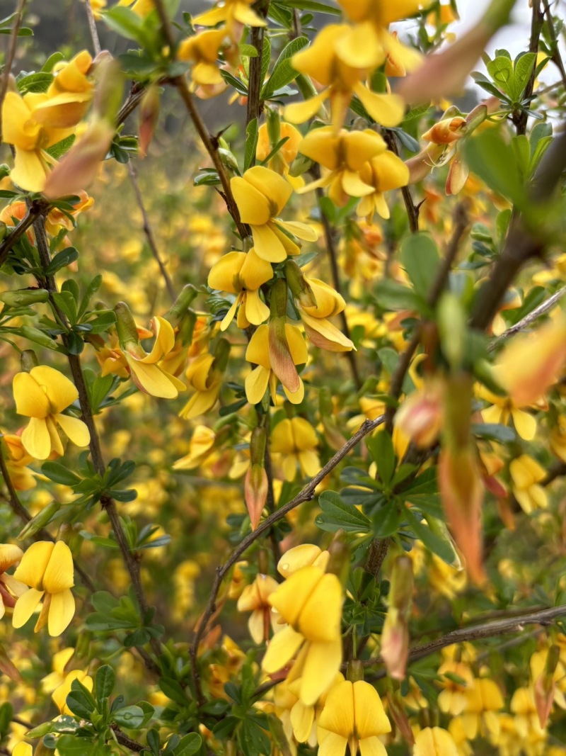 金雀花树苗